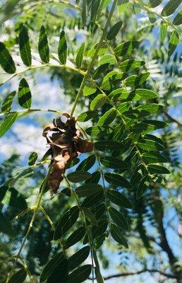 Photo of Elder Calvin M.