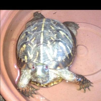 photo of Rachie-poo K.