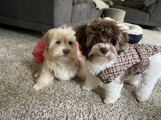 photo of kaow sarm kaow i.