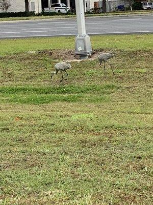 photo of Techno_Vampire T.