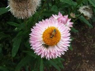 photo of Baseball F.