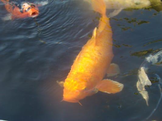 photo of Daniel C. Y.