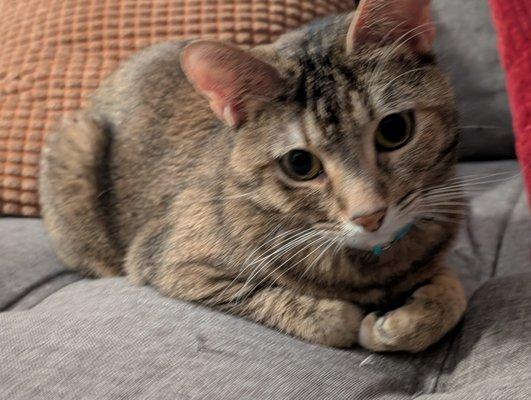 photo of Just a Starbucks gal