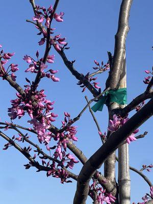 photo of Stephanie J.