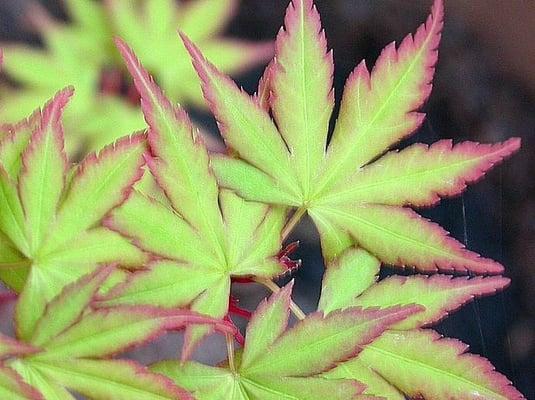 photo of Japanese Maple Tree S.