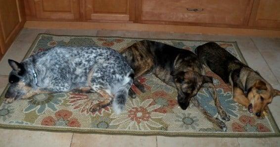 photo of Laurelle A.