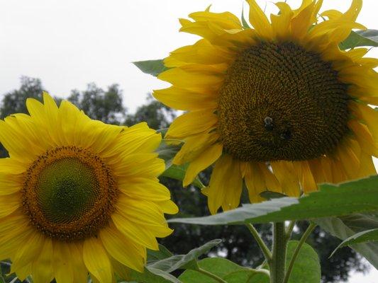 photo of Yoe-Yoya T.