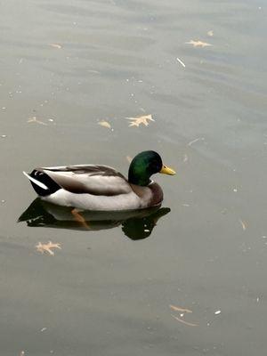 photo of monkeybooty1234 g.