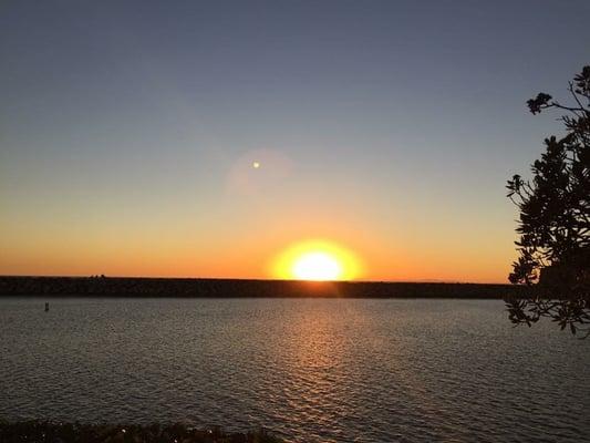 photo of Honest Critic 1.