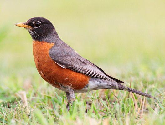 Photo of Robin A.