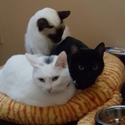 photo of Denise P. S.