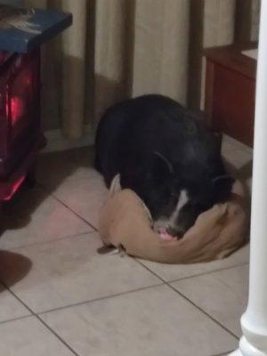 Photo of De Lonna O.