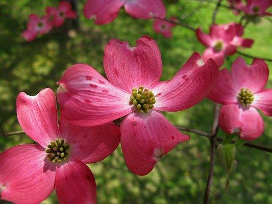 photo of Alexandria R.