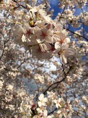 photo of Anonymous R.