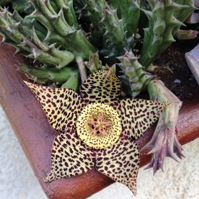 photo of Gabriela P.