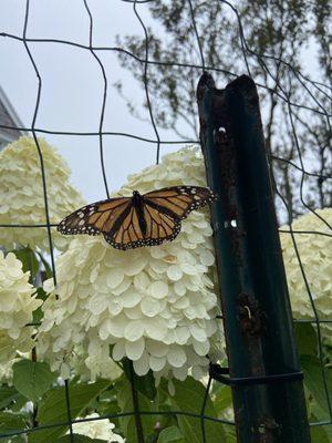 photo of Annelise B.