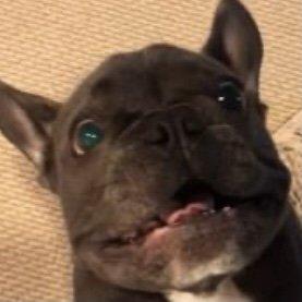 Photo of Stitch S.