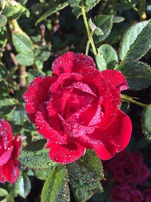 photo of Conscious C.