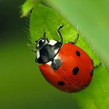 photo of Ladybug 1.