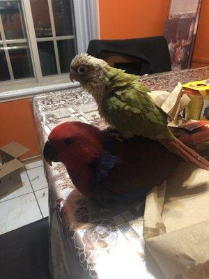 photo of Princess D.