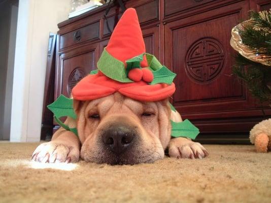 photo of Stephanie L.