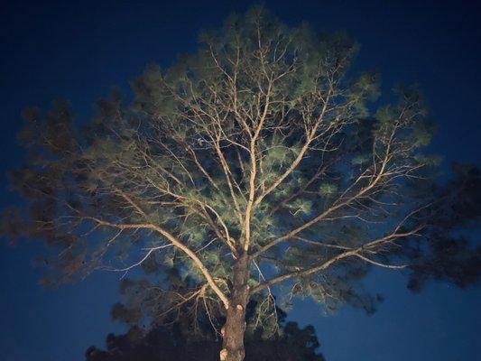 Photo of Travelito T.