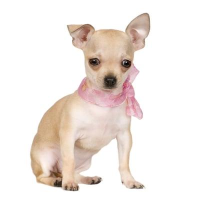 Photo of Cholita L.
