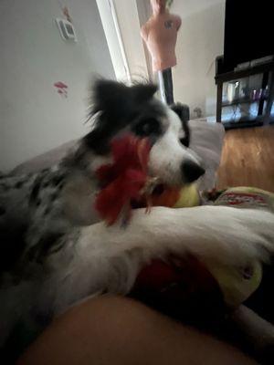 Photo of Iris