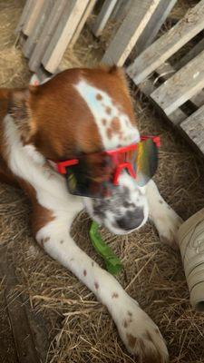 photo of Angelique C.