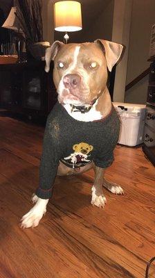 Photo of Bogart S.