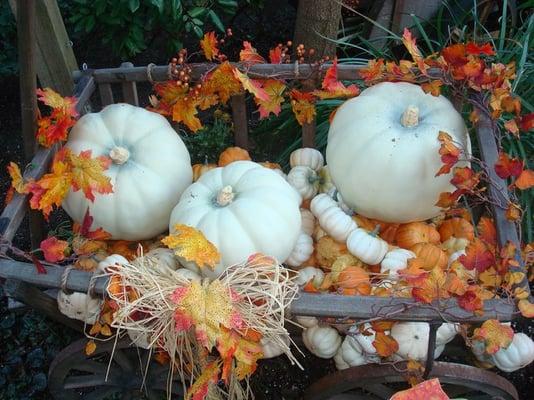 Photo of Allison Wonderland M.