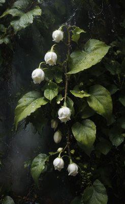 photo of Jaquelin V.