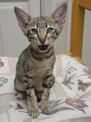 Photo of Katarina O.