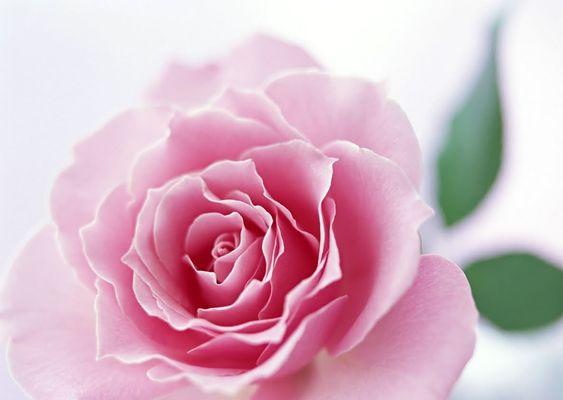 Photo of A. P.