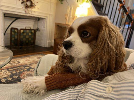 photo of Cornbrea d.