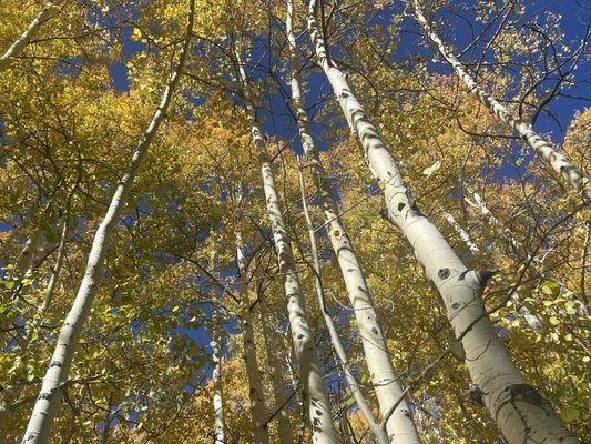 photo of Charolette T.