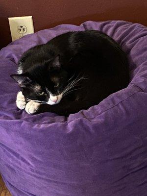 Photo of Peasy Peas T.