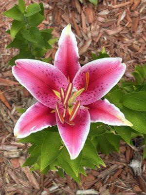 photo of Kimberly V.