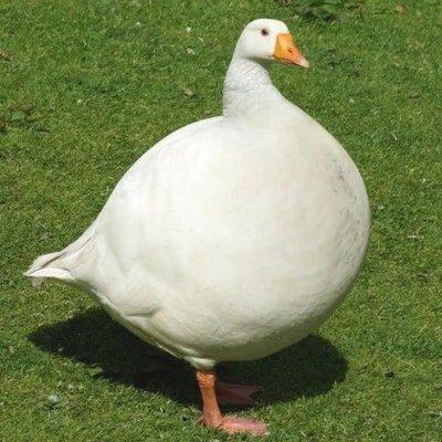 Photo of Obeese G.