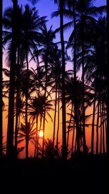 photo of Masoud Saleh S.