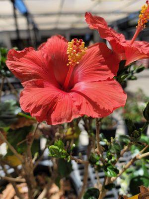 photo of Kristina H.