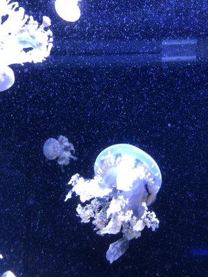 photo of Mauricio M.