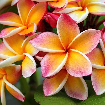 photo of Plumeria ..