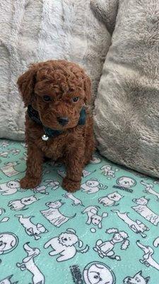 Photo of Chauncey S.