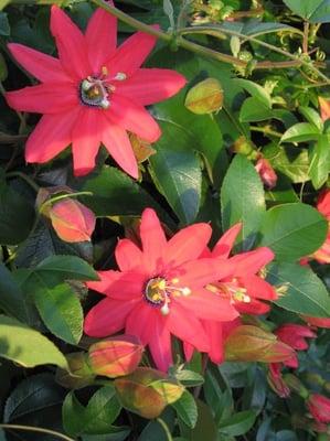 photo of Annemarie P.