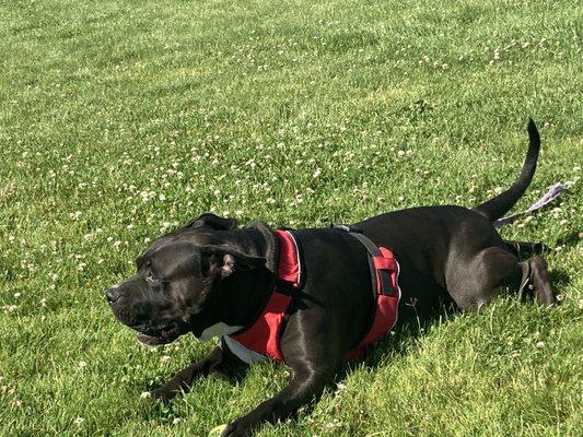 photo of MrCapKhalifa F.