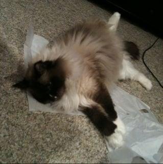 Photo of FrankiJo T.