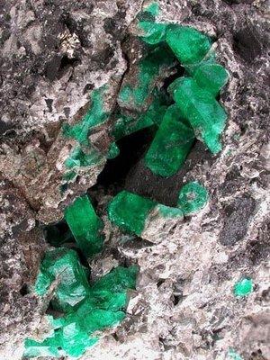 Photo of Emerald C.