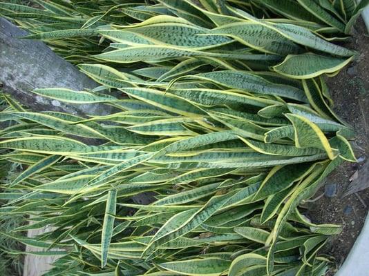 photo of Christine D.