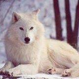 photo of Crystalwolf L.